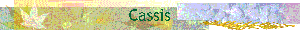 Cassis