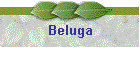 Beluga